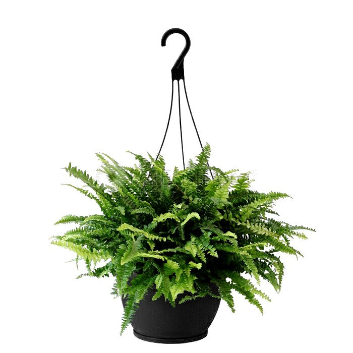 Boston Fern with Hanging Basket