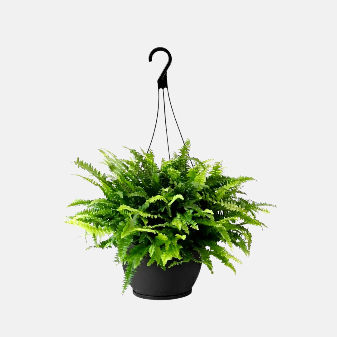 Boston Fern with Hanging Basket