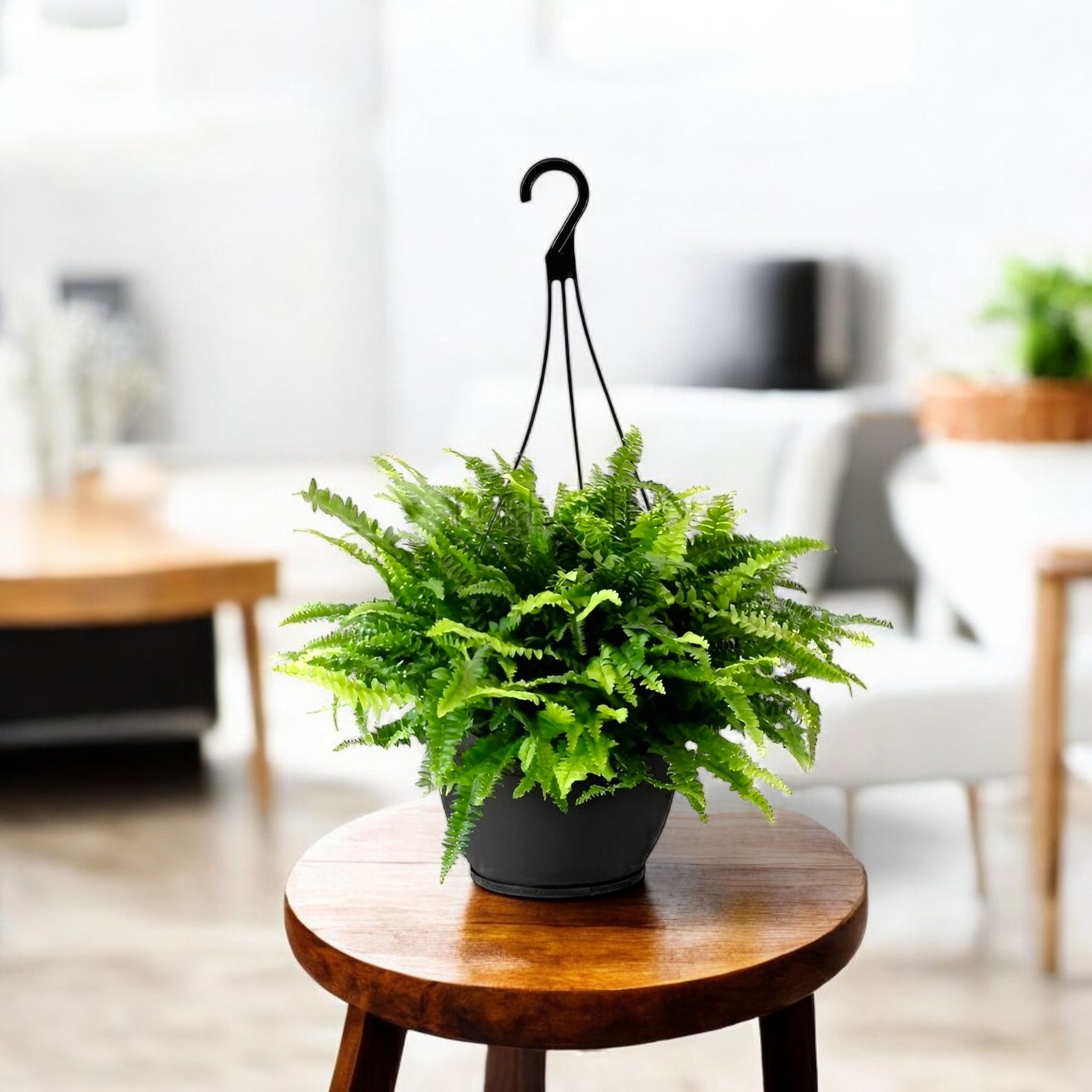 Boston Fern with Hanging Basket