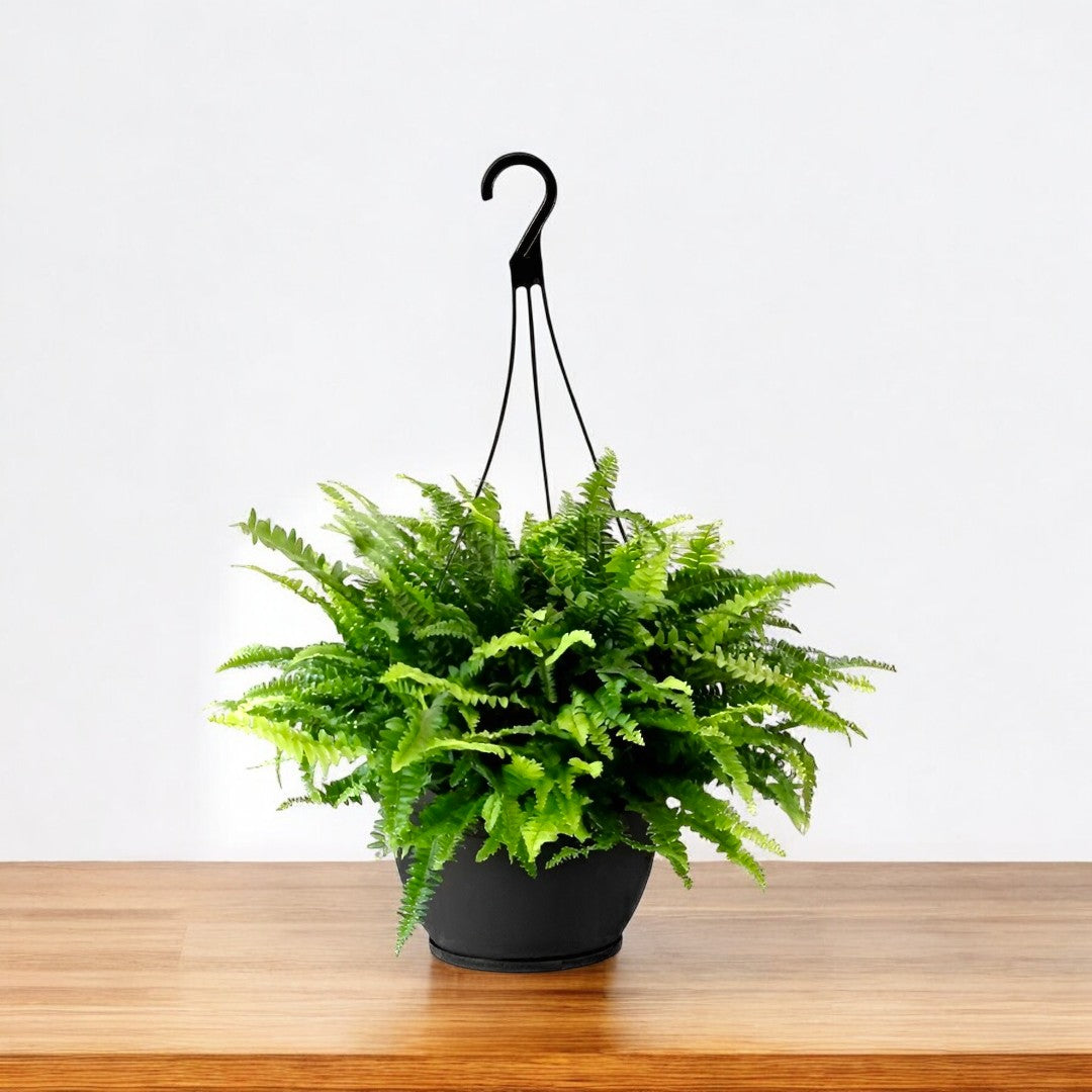 ferm hanging planter Buy Boston Fern Plant in Hanging Basket online at best price