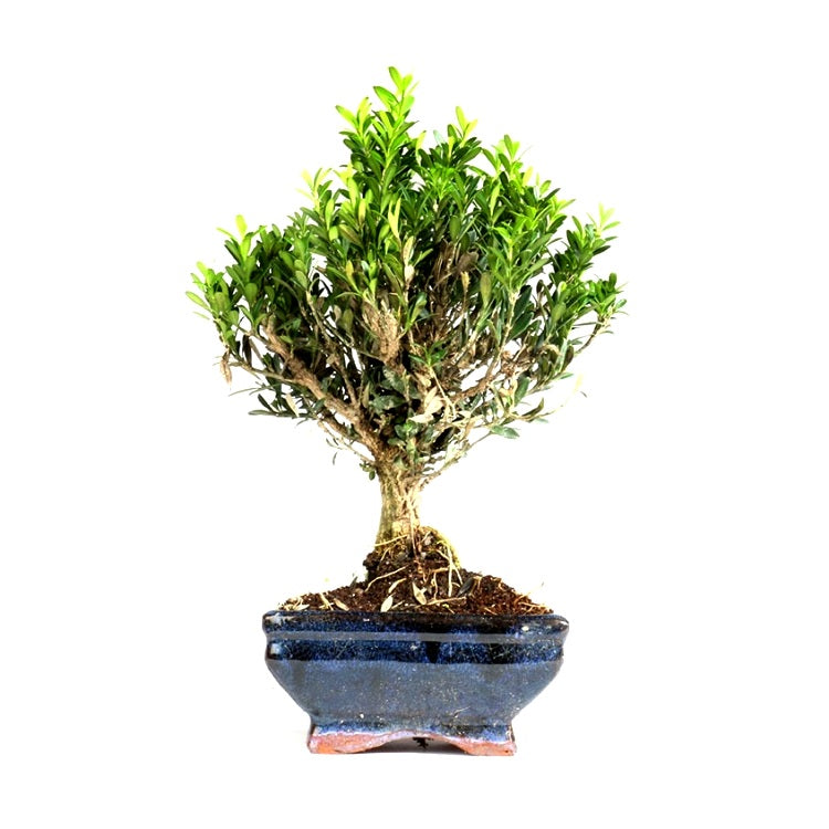 Buxus Harlandii Bonsai - Boxwood, Buxus Bonsai (4 years)