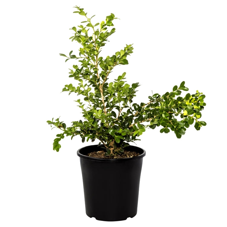 Boxwood Plant - Buxus Microphylla, Buxus Rotundifolia