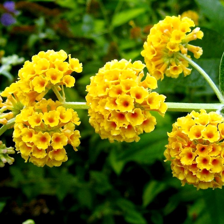 Buddelia Fragrant Plant - Butterfly Bush