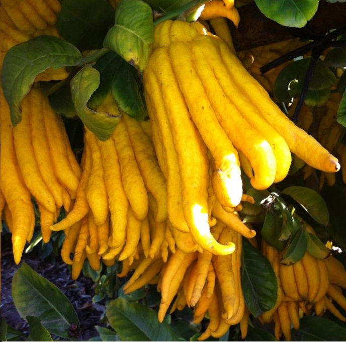 Buddhas Hand Citron - Buddha Finger Lemon, Lime, Lemon Plant, Citrus Medica