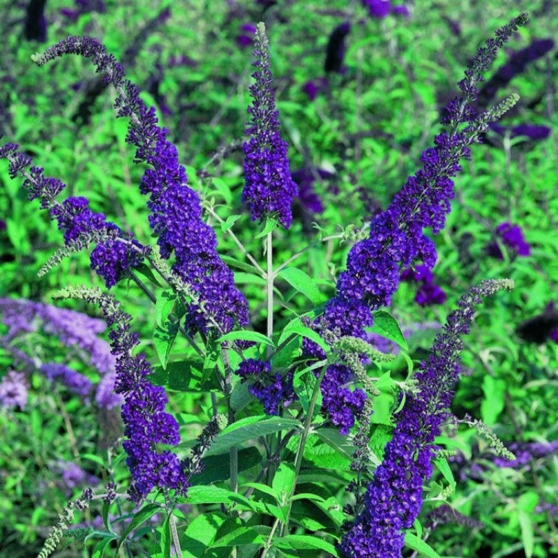 Buddleja Plant - Davida Emperial Blue