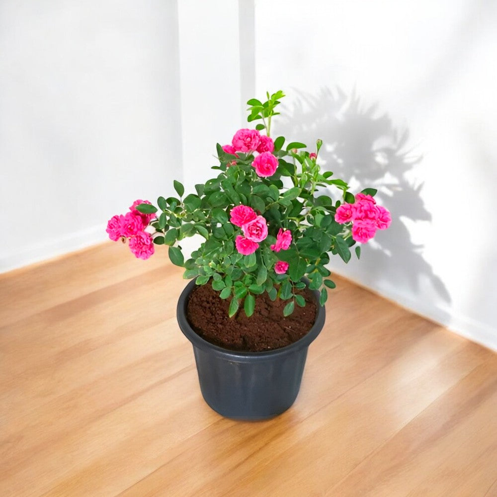 Buy Rose Miniature Pink Plant online at best price from plantsguru