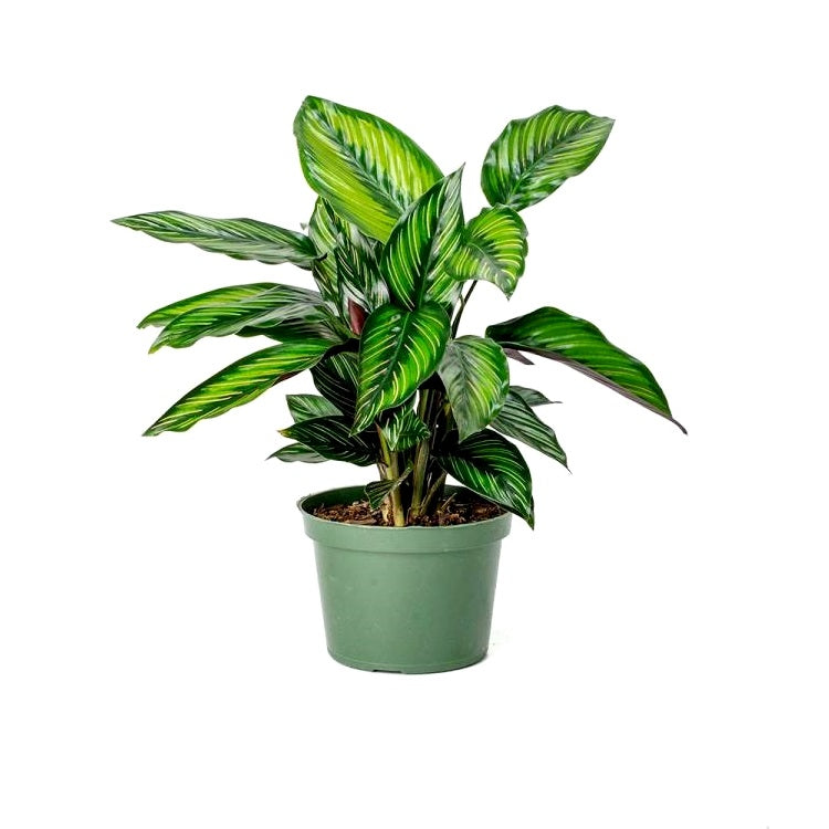 Marantha Beauty Star Plant - Maranta, Calathea Beauty Star