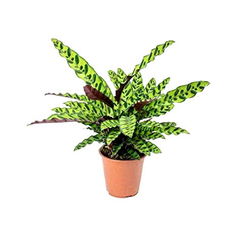 Marantha Lancifolia Plant - Maranta, Calathea Lancifolia