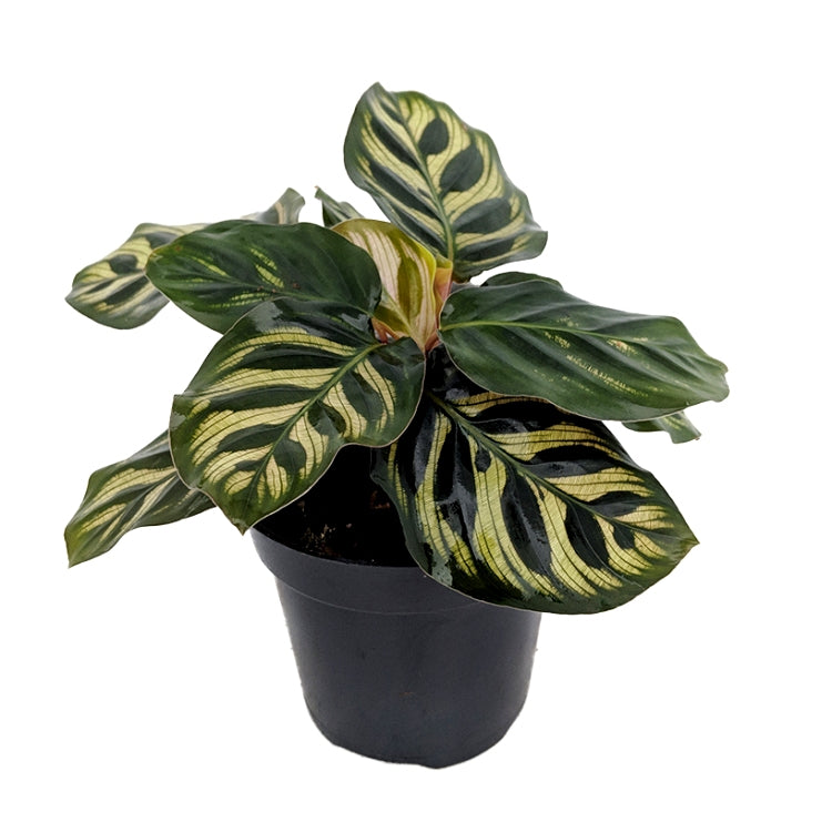 Marantha Makoyana Plant - Maranta, Calathea Makoyana