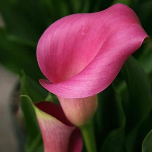 Calla Lily Bulbs (Pink, 3 Bulb)