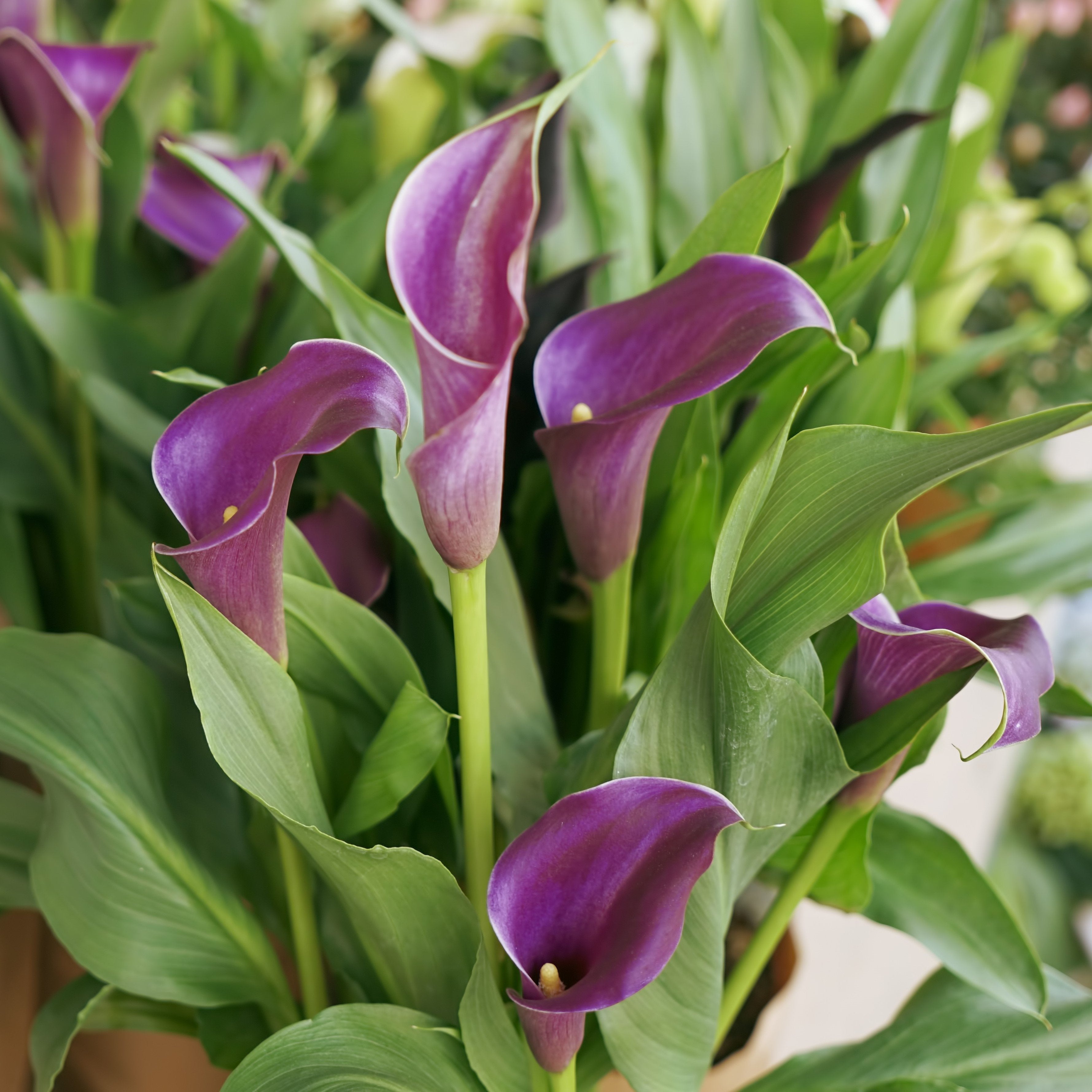 Calla Lily bulbs (Purple, 3 bulb)