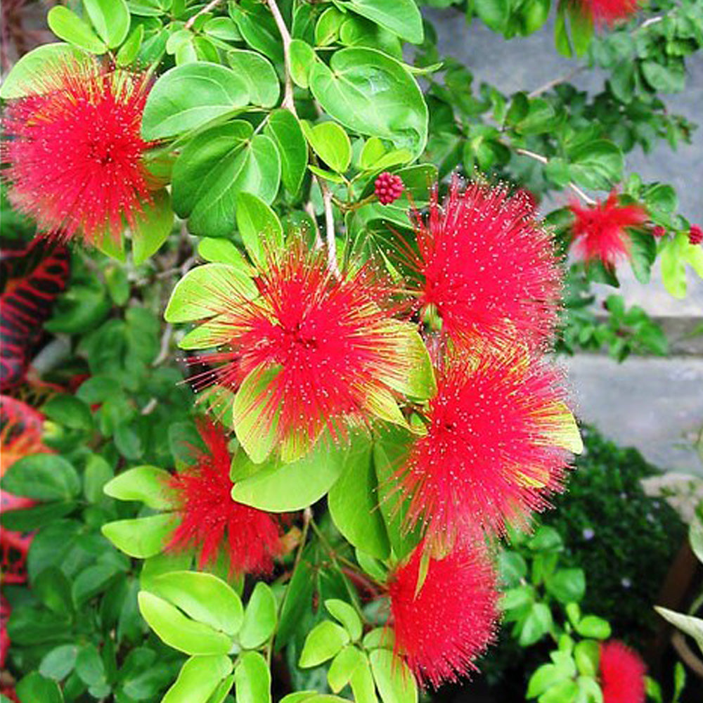 Powder Puff Plant - Calliandra Emarginata Red