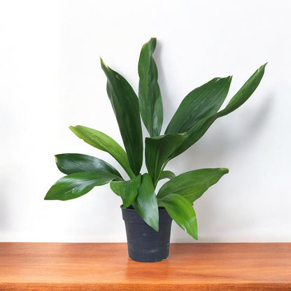 Cast Iron Plant - Aspidistra Elatior, Bar-Room Plant