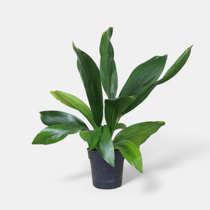 Cast Iron Plant - Aspidistra Elatior, Bar-Room Plant