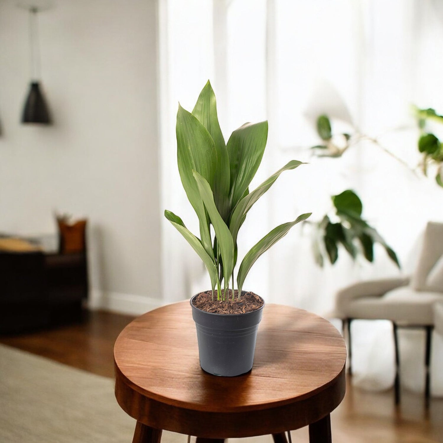 Cast Iron Plant - Aspidistra Elatior