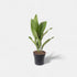 Cast Iron Plant