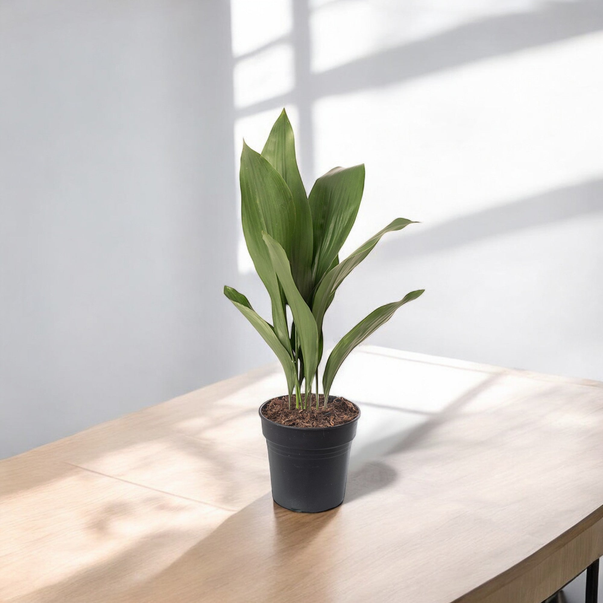 Cast Iron Plant - Aspidistra Elatior
