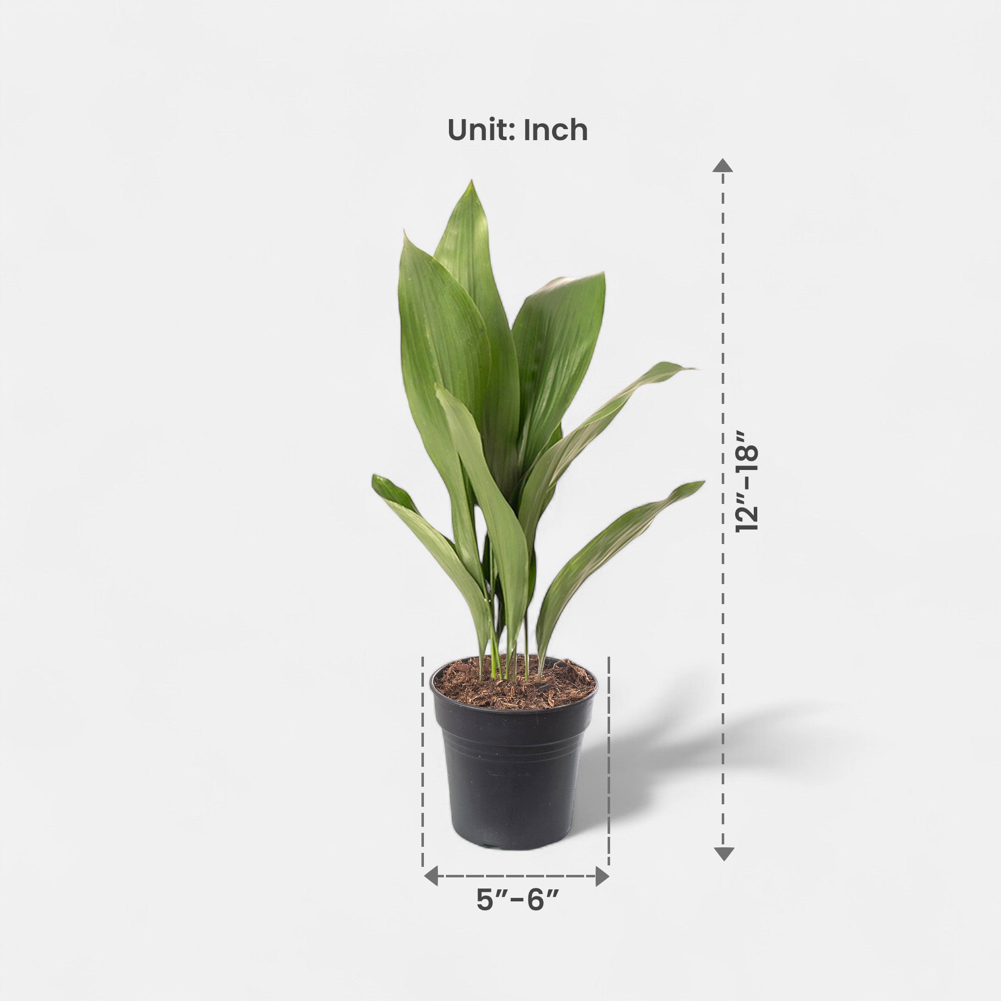 Cast Iron Plant - Aspidistra Elatior