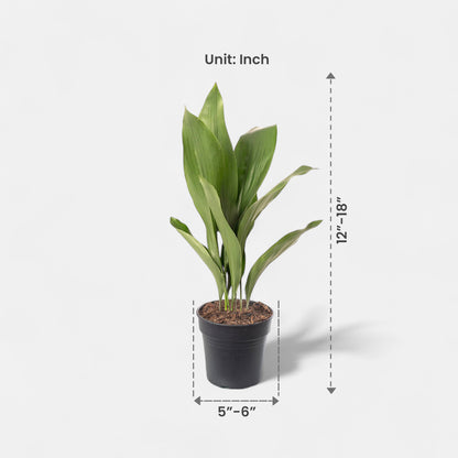 Cast Iron Plant - Aspidistra Elatior