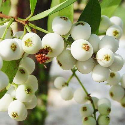 Cat Eye Fruit Plant, Poochapazham