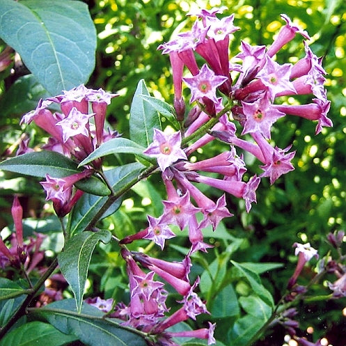 Raat Rani Purple - Night Blooming Jasmine Plant, Cestrum Elegans