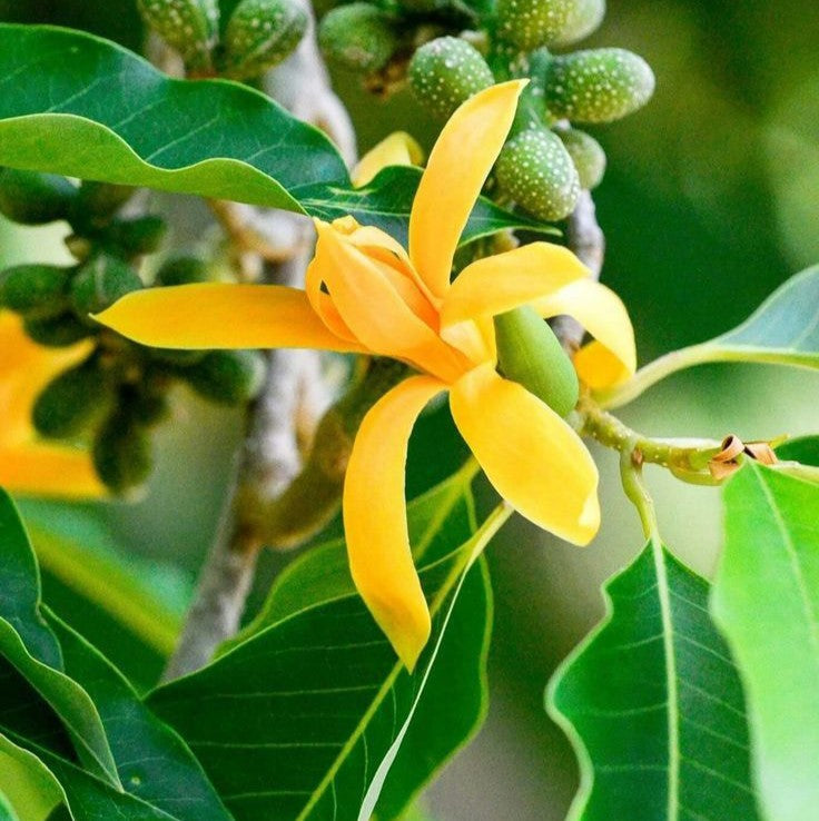 Son Chafa Flower Plant (orange - grafted) - Son Champa - Michelia Champa