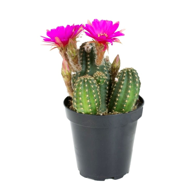 Chamaelobivia Rose Quartz Cactus