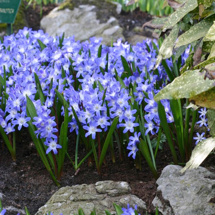 Chionodoxa forbesii (Glory of the Snow, 3 Bulbs)