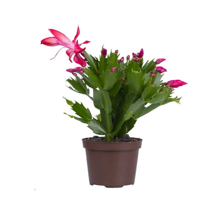 Christmas Cactus - Schlumbergera Cultivars, Crab Cactus Plant