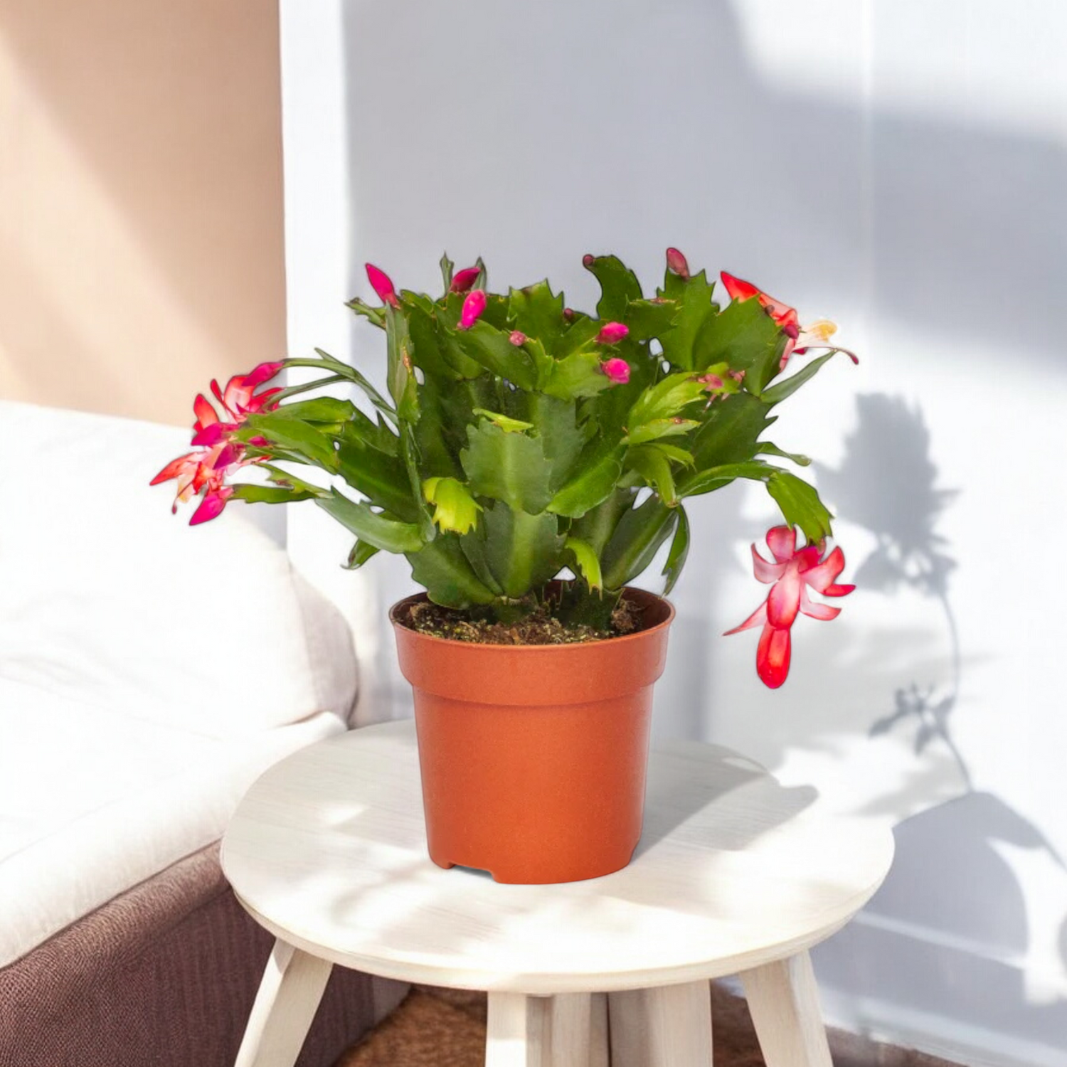 Christmas Cactus Pink - Crab Cactus Plant