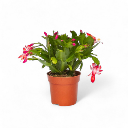 Christmas Cactus Pink - Crab Cactus Plant