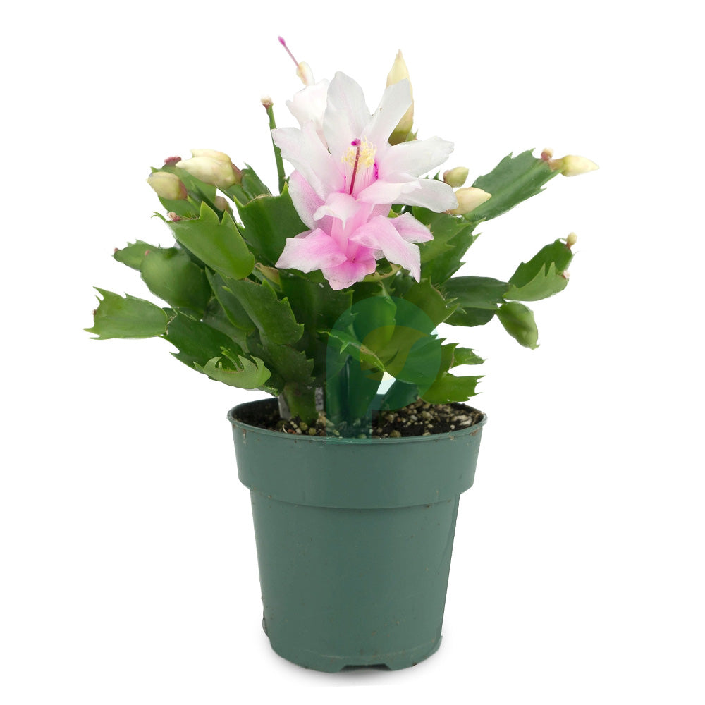 Christmas Cactus White Flower Plant