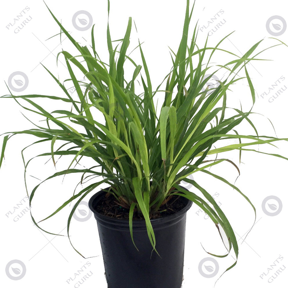 Lemon Grass Plant