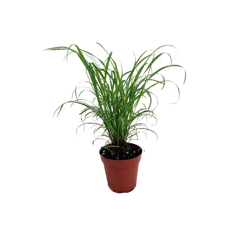 Citronella Plant