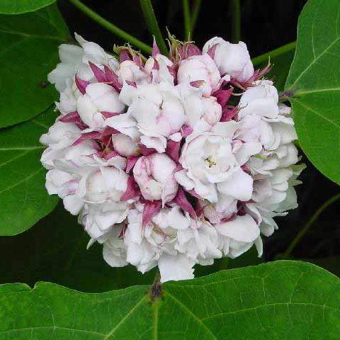 Clerodendrum Chinense - Hazari Mogra Plant