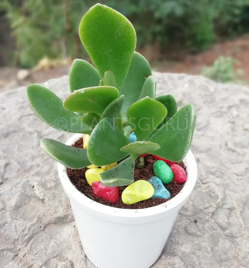 Crassula Ovata (jade) good luck House plant with ceramic pot