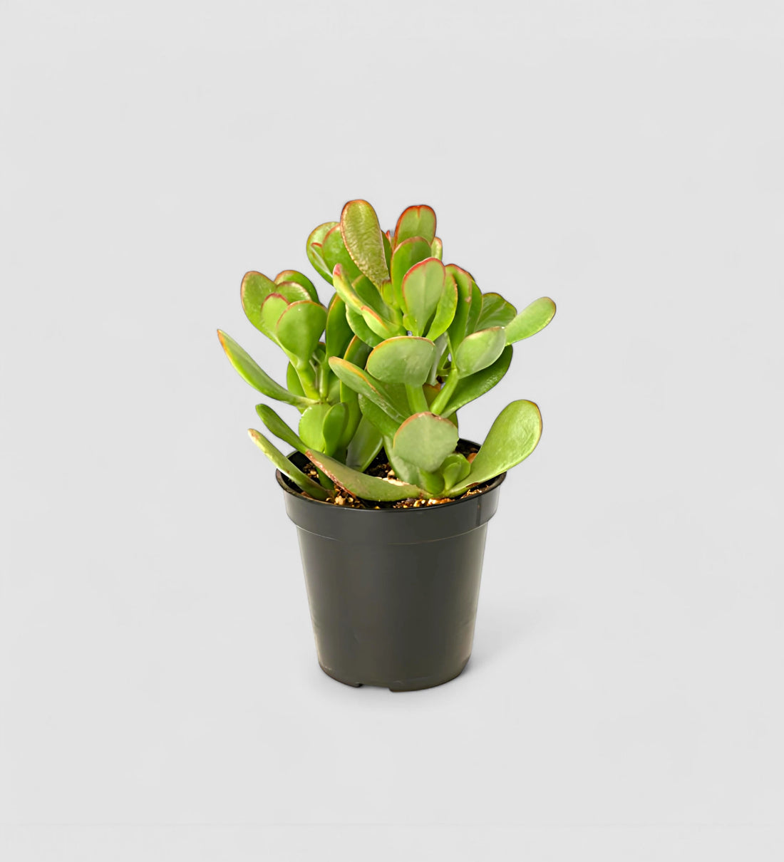 crassula-ovata jade plant