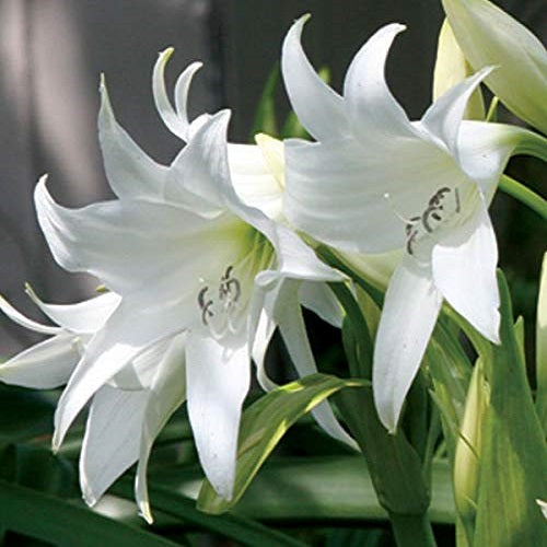 Crinium Lily white Bulbs - 3 Bulbs