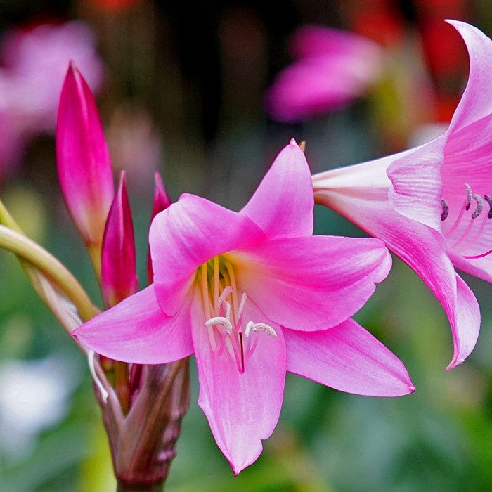 Crinium Lily Pink Bulbs - 3 Bulbs