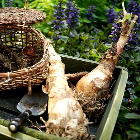 Crinum Lily Gaint Bulbs - 1 Bulb