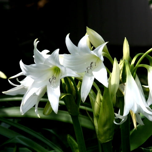 Crinum Lily Gaint Bulbs - 1 Bulb