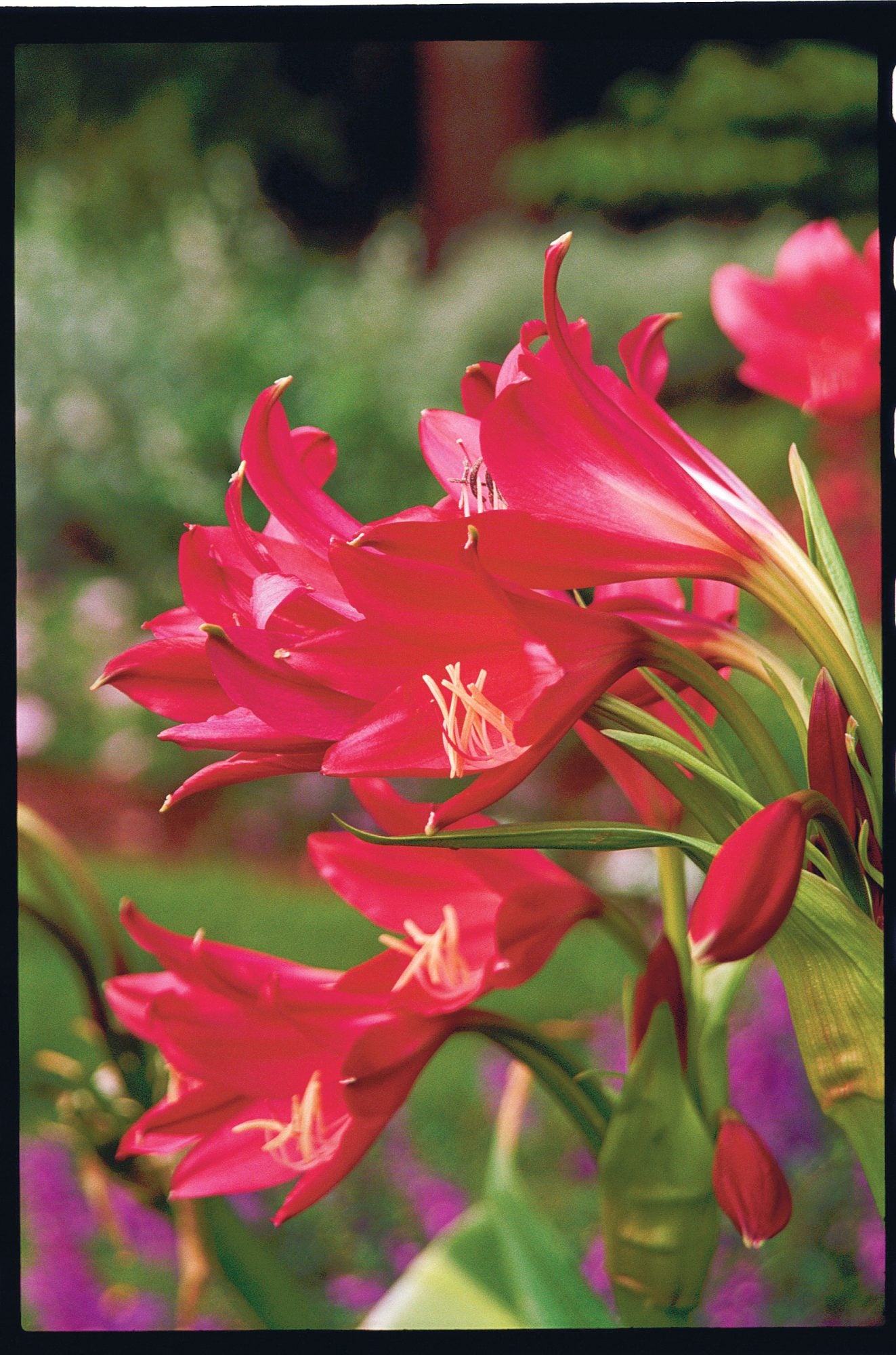 Crinium Lily Red Bulbs - 3 Bulbs