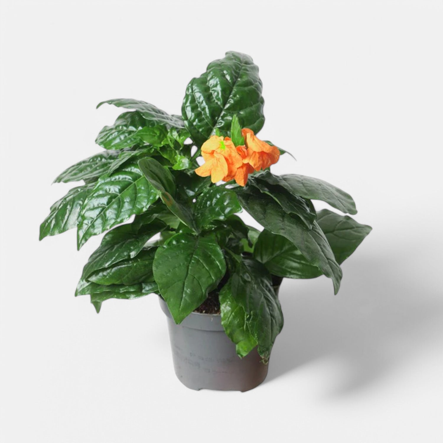 Aboli Plant - Firecracker Flower, Crossandra