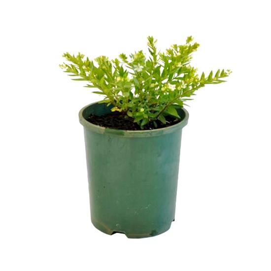 Cuphea Hyssopifolia Plant - Cuphea White