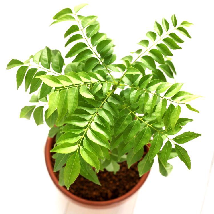 Kadi Patta Plant, Mitha Neem, Curry Leaves Plant, Kadhi Patta