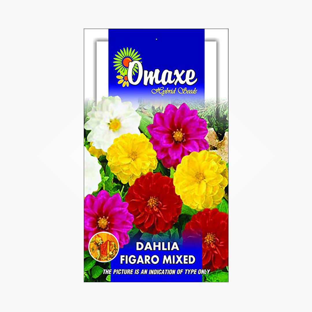 Dahlia Figaro Seeds - omaxe seeds