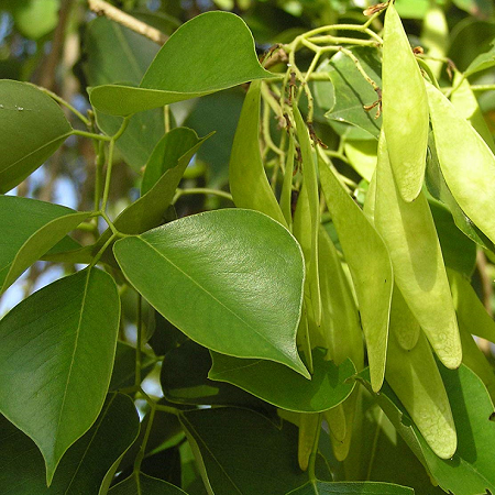 Buy Shisham Plant - Indian Rosewood, Sheesham Plant online at best price