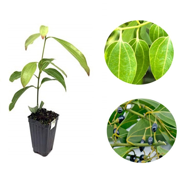 Dalchini Plant - True cinnamon tree, Cinnamon Bark