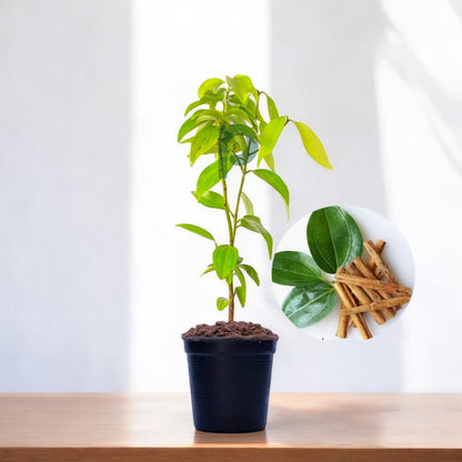 cinnamon plant price Buy Dalchini Plant