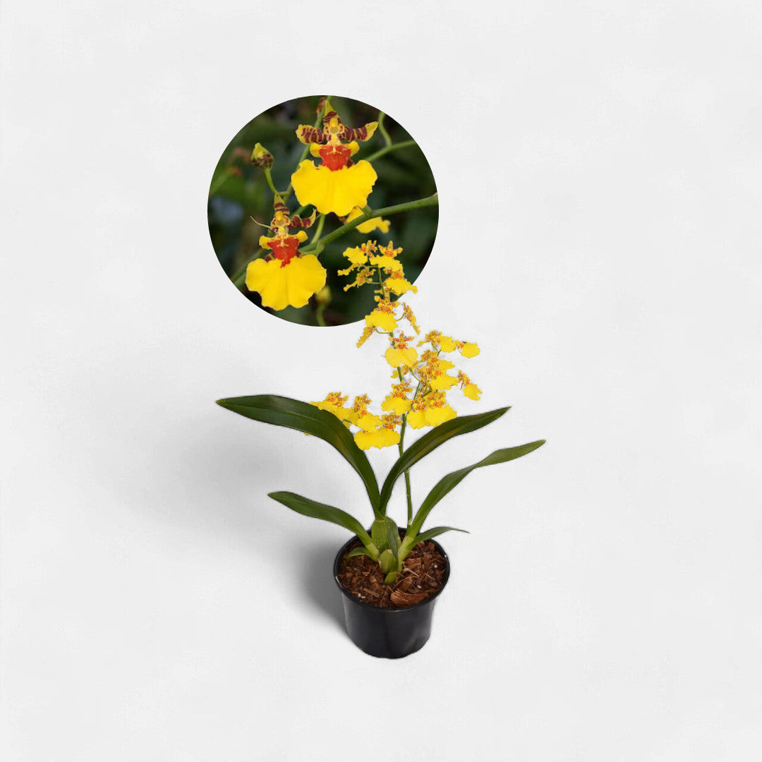 Oncidium Goldiana - Dancing Lady Orchid, Orchid Plant